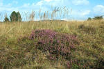 Common heather