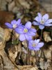 Common Hepatica