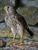 Common Kestrel