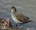 Common Moorhen