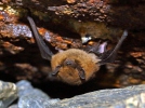 Common Pipistrelle