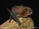 Common Pipistrelle