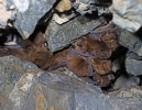 Common Pipistrelle