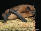 Common Pipistrelle