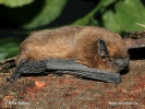 Common Pipistrelle