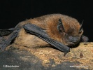 Common Pipistrelle