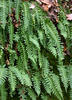 Common polypody