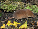 Common Shrew