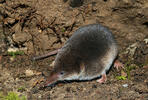 Common Shrew