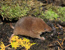 Common Shrew