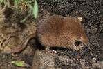 Common Shrew