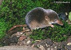 Common Shrew