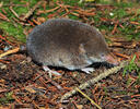 Common Shrew