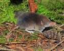 Common Shrew