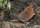 Common Shrew