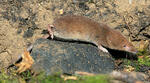 Common Shrew