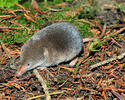 Common Shrew