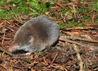 Common Shrew