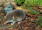 Common Shrew