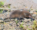 Common Shrew