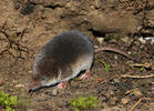 Common Shrew