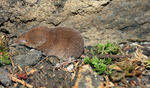 Common Shrew