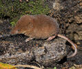 Common Shrew