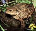 Common Toad