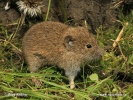 Common vole