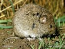 Common Vole with ticks