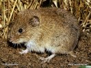 Common Vole