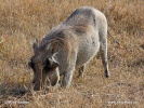 Common Warthog