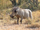 Common Warthog