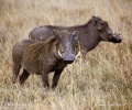 Common Warthog