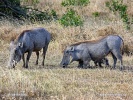 Common Warthog