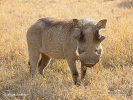 Common Warthog