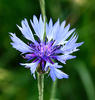 Cornflower, Bachelor's button