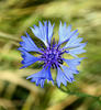 Cornflower, Bachelor's button