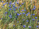 Cornflower, Bachelor's button