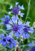 Cornflower, Bachelor's button