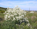 Crambe tataria