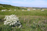 Crambe tataria