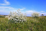 Crambe tataria