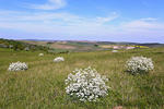 Crambe tataria