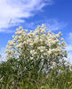 Crambe tataria