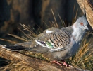 Crested pigeon