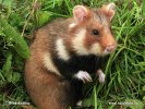 Cricetus cricetus