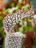 Crimson pitcherplant, White pitcher plant