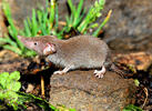 Crocidura minore