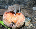 Crocidura minore